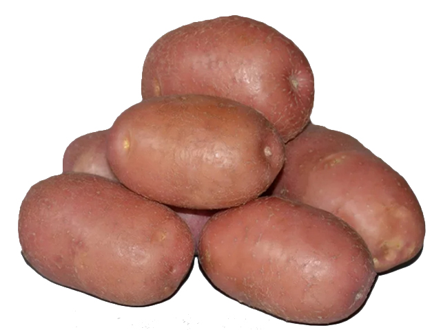Где Можно Купить Семена Картофеля