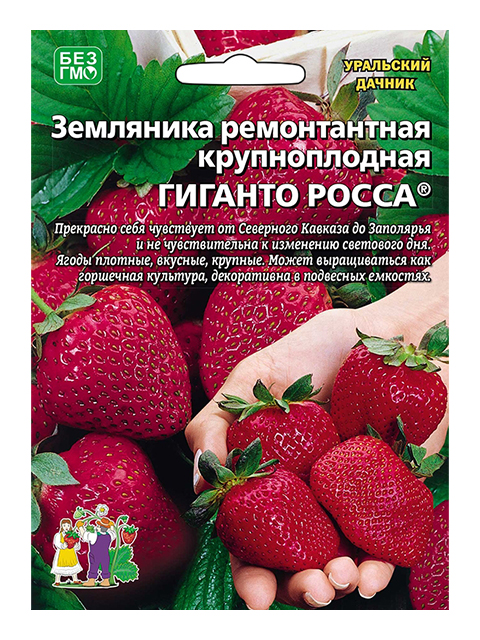 Земляника Гиганто Росса, ремонтантная , Уральский дачник