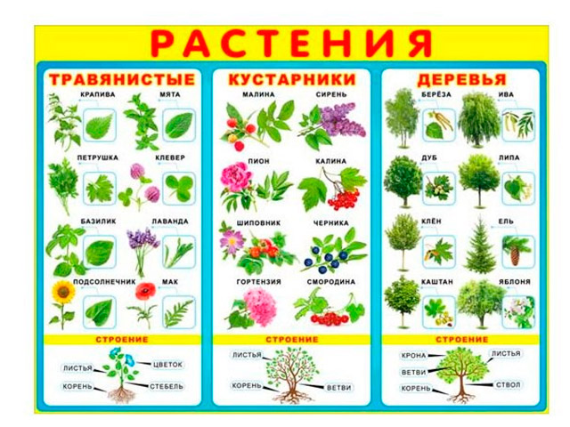 Название трав 2 класс. Растения. Плакат. Растения для дошкольников. Растение нити. Кусты названия для детей.