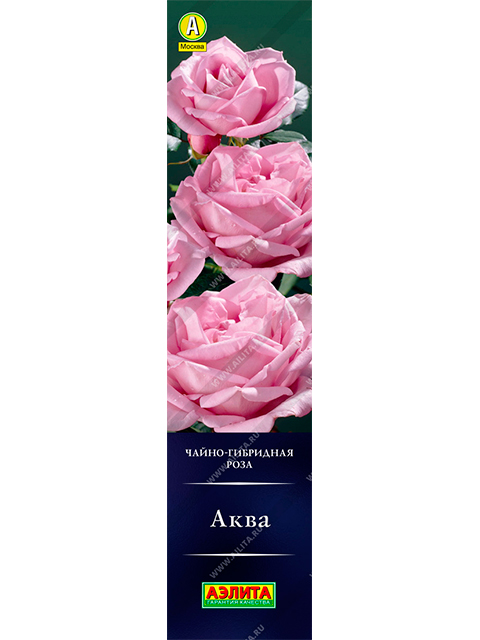 Роза Аква (чайно-гибридная)
