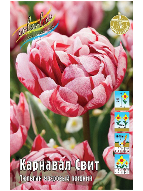 Тюльпаны Томск Купить
