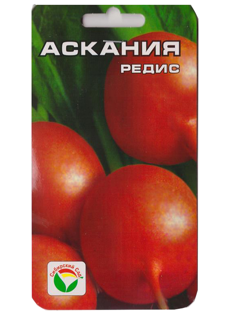 Редис Аскания, 2 г, ц/п Сибсад