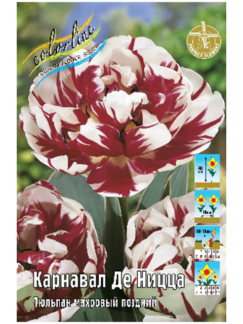 Тюльпан Карнавал Де Ницца, махр.поздн, 11/12 ('Эконом'), - 2 шт
