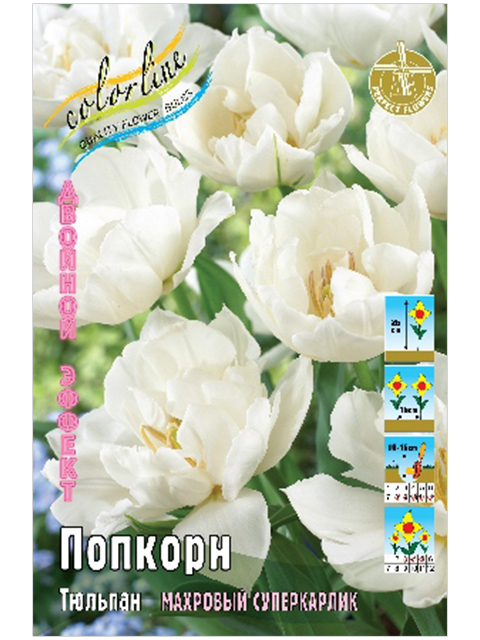 Тюльпан Попкорн, 2й эффект, 10/11, - 8шт
