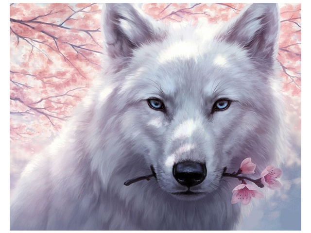 Картина по номерам Colibri "Белый волк и сакура" 40*50см