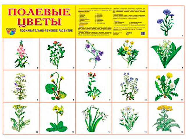 Цветы И Травы Интернет Магазин
