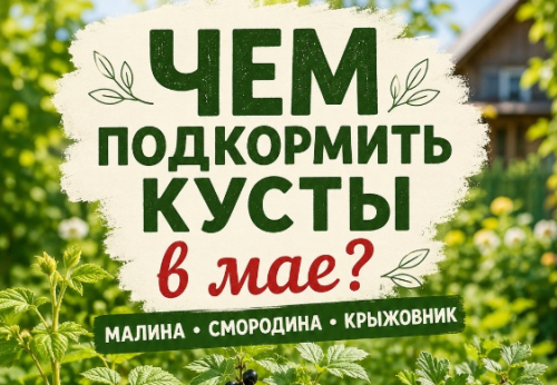 Чем подкормить кусты в мае?