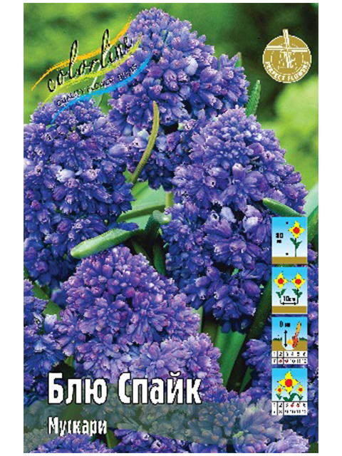 Мускари Блю Спайк (10шт)