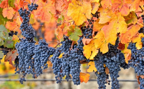 Подготовка винограда к зиме: основные этапы и рекомендации