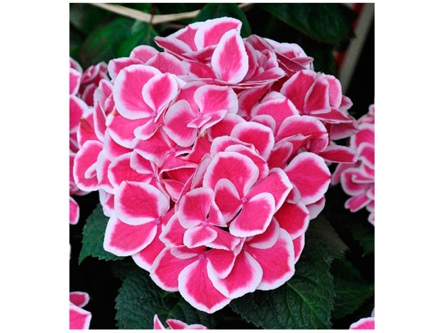 Гортензия садовая (крупнолистная) / Hydrangea macrophylla Tivoli Blue 2