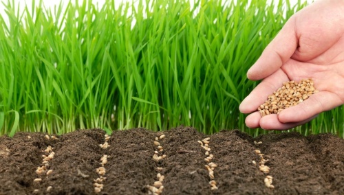 Сидераты: зелёные удобрения для здоровой почвы и богатого урожая