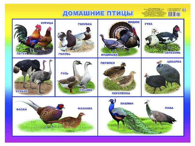 Плакат А2  "Домашние птицы"