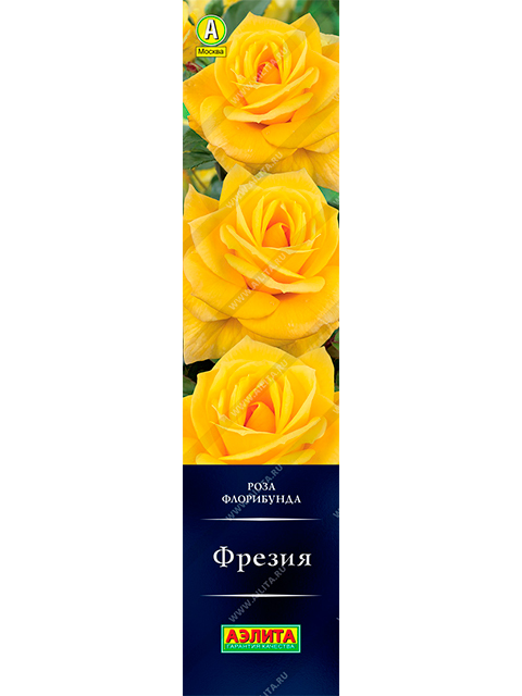 Роза Фрезия (флорибунда)