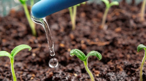 Янтарная кислота: природный стимулятор роста растений и помощник в борьбе с болезнями