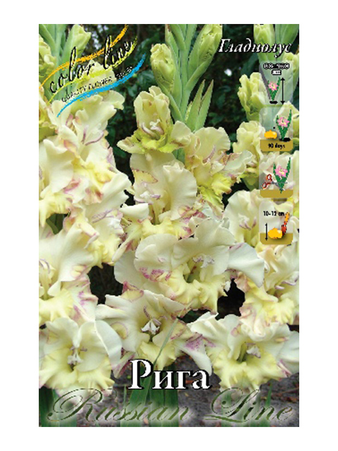 Гладиолус Рига, 10/12, - 8шт