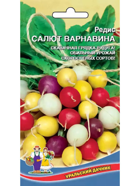 Редис Салют Варнавина ц/п Уральский дачник