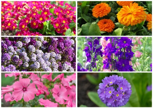 Подзимний посев цветов: чем привлекателен этот метод и каковы его особенности