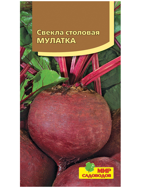 Свекла Славянка Описание Сорта Фото