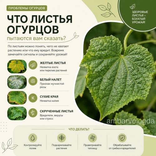 Как понять огурцы по форме и листьям