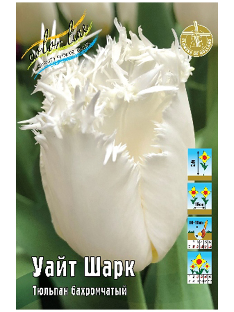 Тюльпан Уайт Шарк, бахр., 11/12, - 10шт