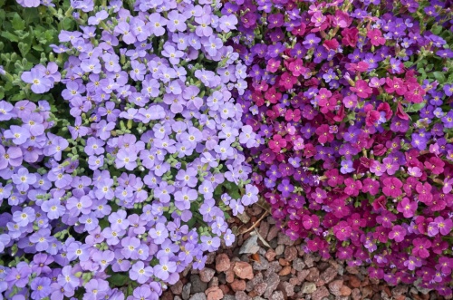 Обриета - цветущий ковер для вашего сада