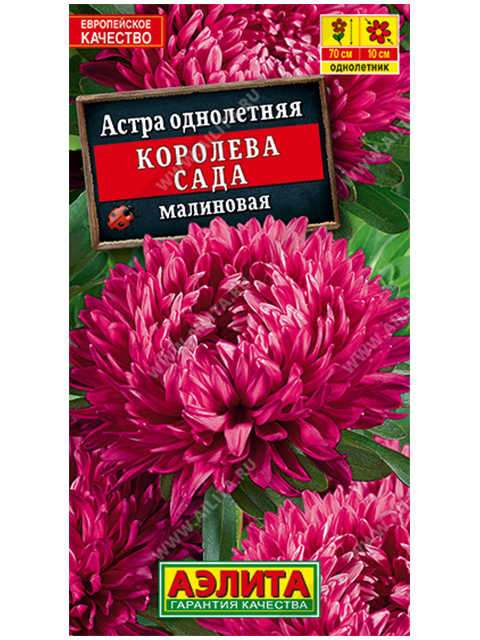 Астра Королева сада малиновая ц/п R