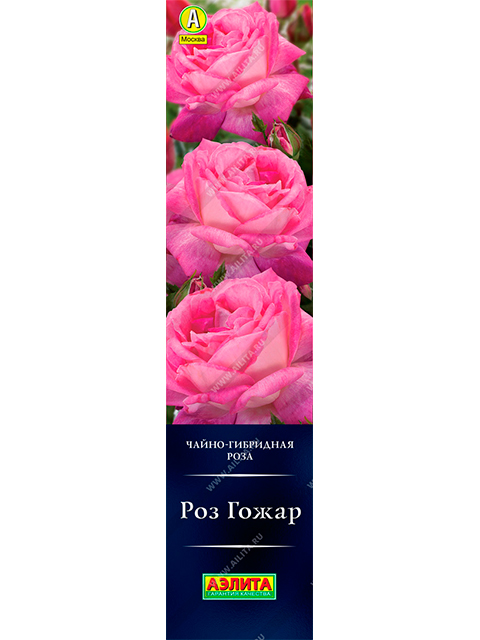 Роза Роз Гожар (чайно-гибридная)