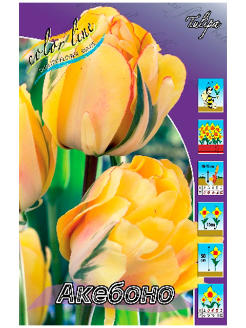 Тюльпан акебоно фото и описание сорта