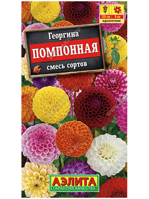 Георгина Помпонная, смесь окрасок, ц/п R