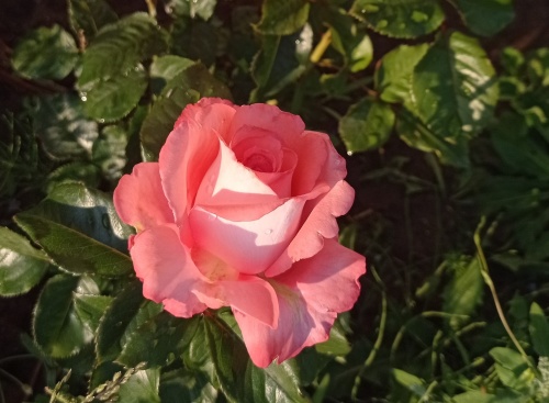 Уход за розами весной: основные шаги и советы