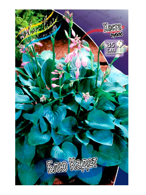 Хоста голубой ангел. Хоста гибридная блю кадет. Хоста гибридная блу кадет. Хоста гибридная блу кадет. Хоста голубой кадет.