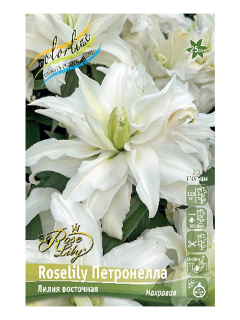 Лилия Roselily Петронелла, 12/14, вост.махр (1 штука) серия "Эконом"