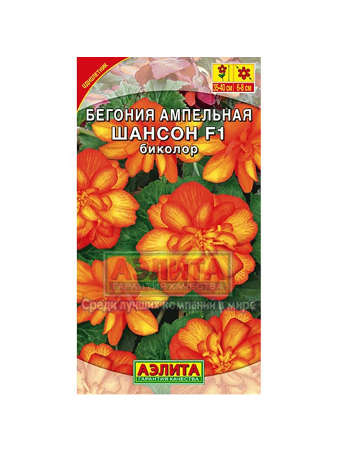 Бегония Шансон биколор F1, ц/п ампельная