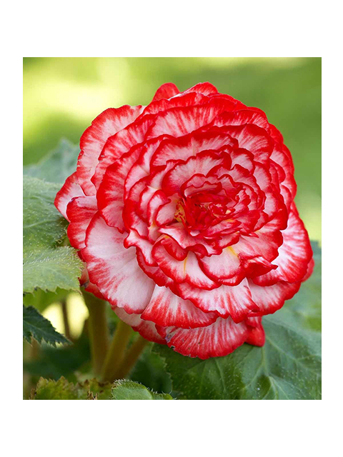 Бегония Мармората, 4/5, фас. 2шт (серия 'Эконом)