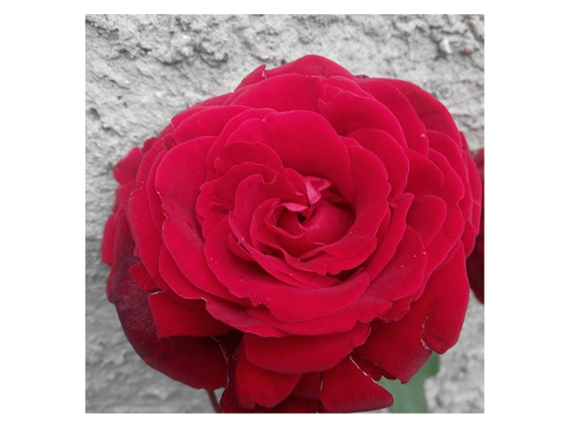 Роза Фобос (Букетная мини-роза) 1шт