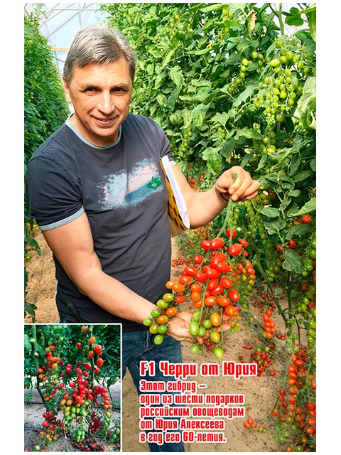 Томат Черри от Юрия, ц/п, 5 штук