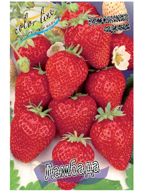 Земляника садовая Ламбада (ранняя) (5шт)