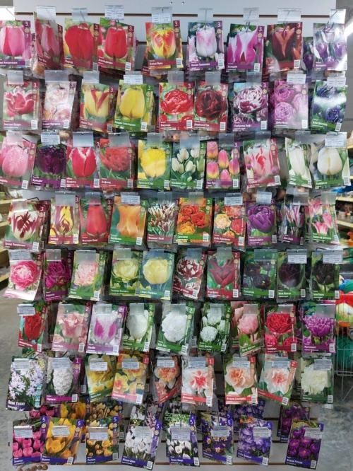 Осеннее  поступление луковичных цветов.