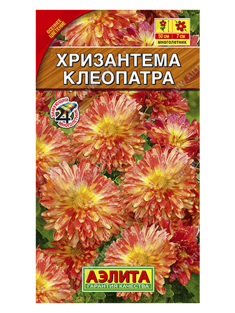 Бал хризантем 2011. Начало цветения. Продолжение... (Никита, Россия)