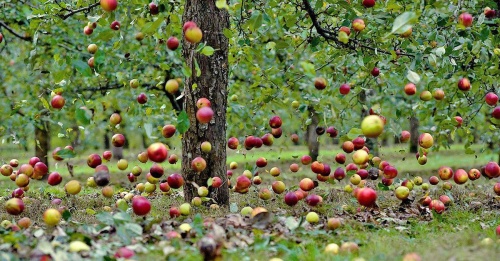 Опавшие яблоки в компосте