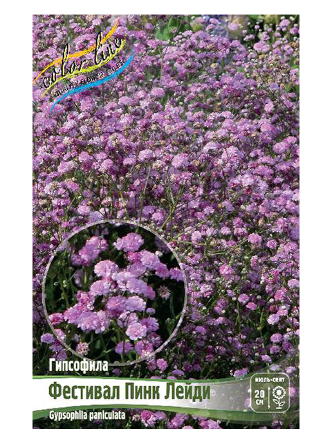 Гипсофила Фестивал Пинк Лейди (pan.), I, - 1шт