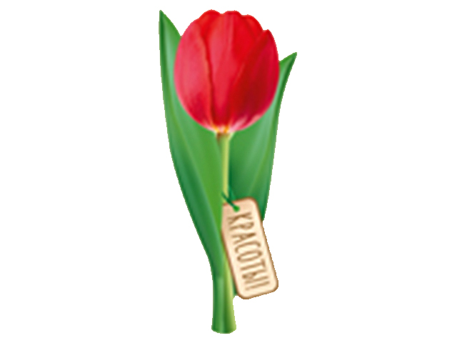 Закладка-открытка "Красоты!" в форме тюльпана