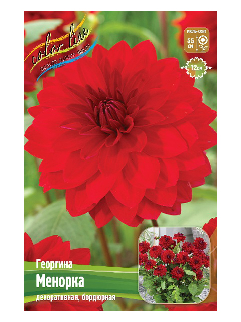 Георгина Менорка (1 штука)