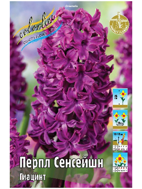 Гиацинт Перпл Сенсейшн, 14/15 ('Эконом'), - 1шт