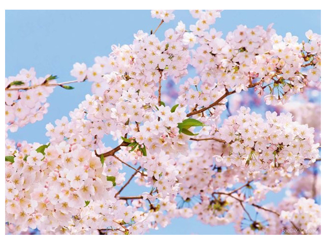 Фотообои БасС "Весна" 272х194см, 8 листов