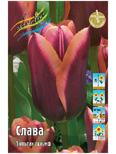 Тюльпан Слава (триумф), 8 штук