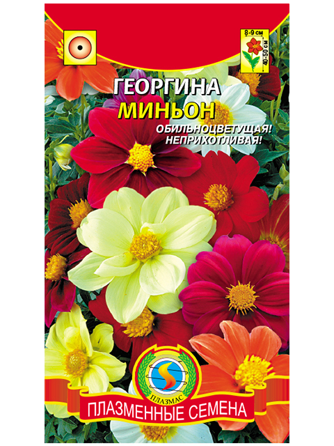 Георгина Миньон, ц/п