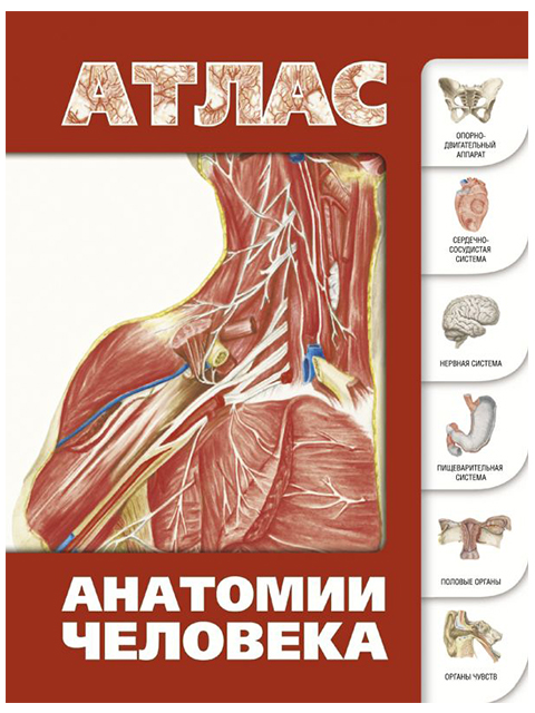Атлас анатомии человека | Левкин С.С. / АСТ / книга А4 (16 +)  /М.А./
