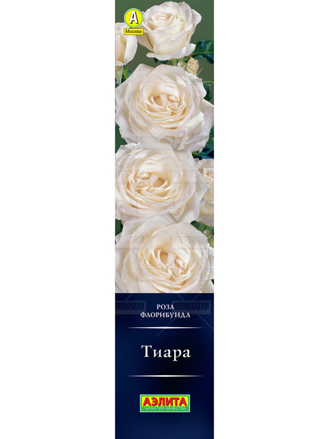 Роза Тиара (флорибунда)