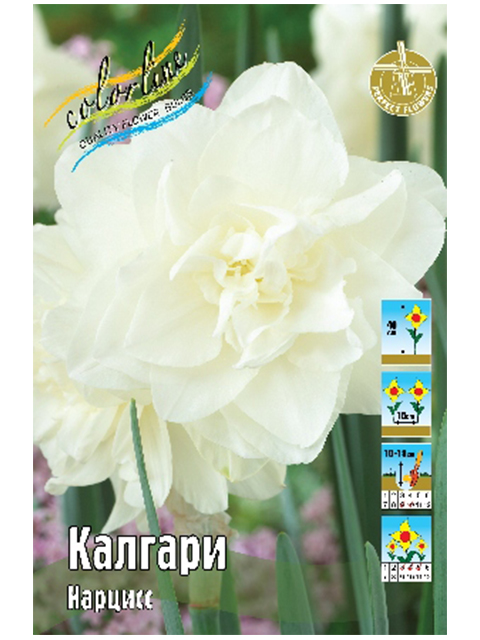 Нарцисс Калгари (5 штук)